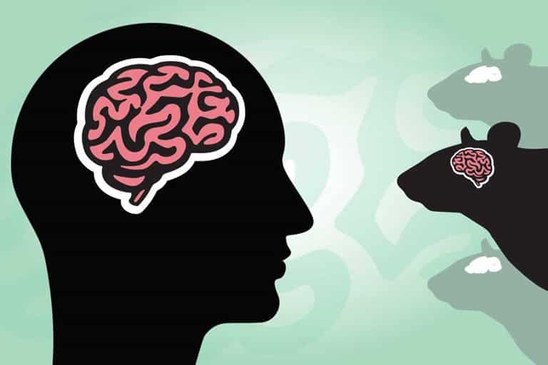 آیا پیوند سلول‌های مغزی انسان به مغز حیوانات مشکل اخلاقی دارد؟